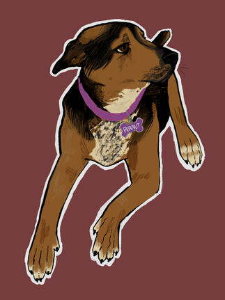 complicated full body of family members dog